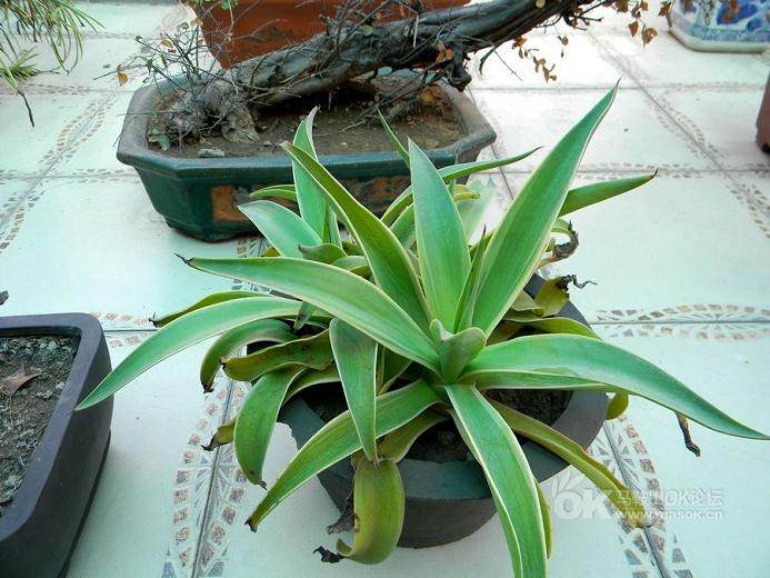 室内盆景花卉怎么养护?都快死了怎么办?