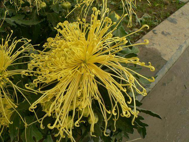 浙江省文成县举办首届花卉盆景展销会