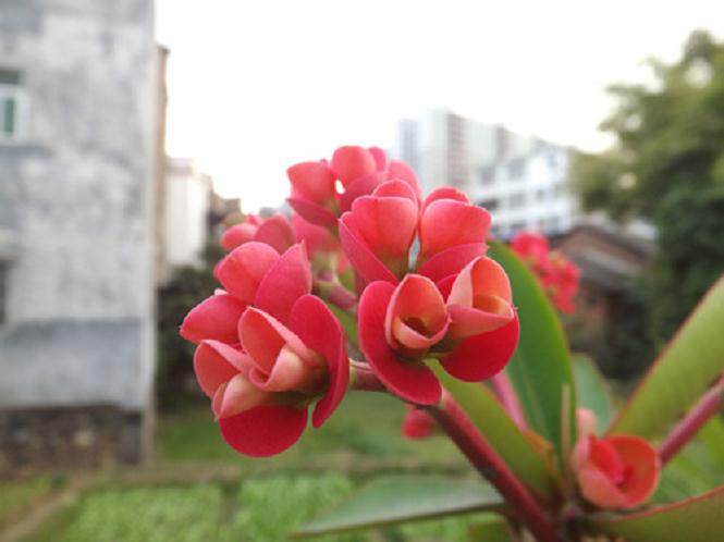 中国风景园林学会花卉盆景赏石分会在扬州设立办事处
