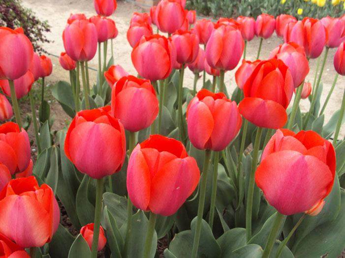 义乌花卉盆景展落下帷幕