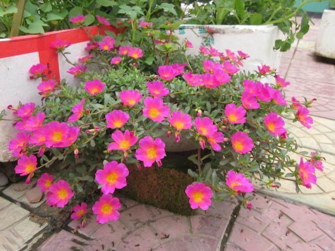 第六届福建省花卉盆景博览会在福州市西湖公园开幕