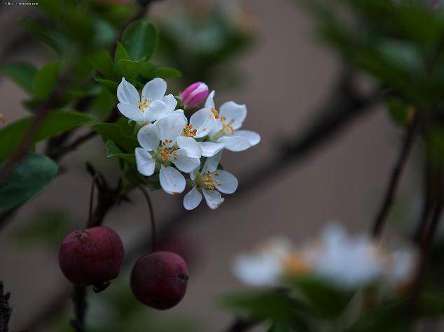 中国风景园林学会花卉盆景分会第五届理事会议