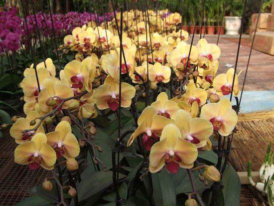 日前举办的省第六届花卉盆景博览会