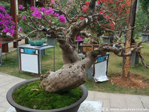 海口再添千亩花卉交易市场 带动农民致富