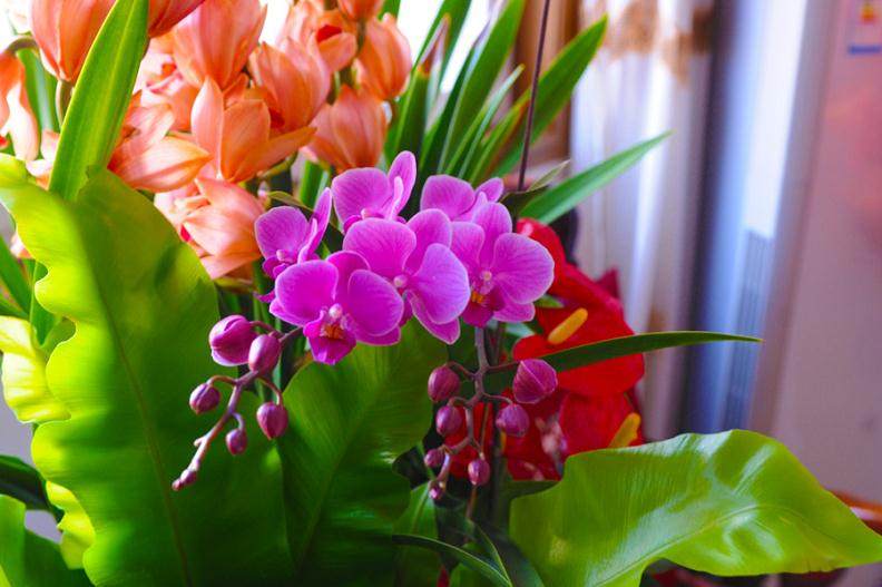 我想在长治地区开一家花卉盆景店,不知道货源?