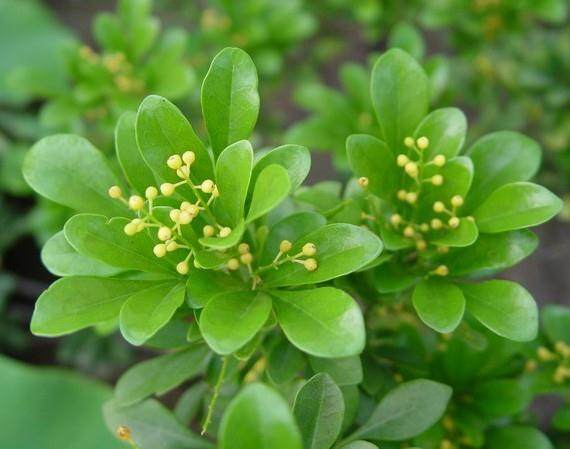 海口金牛岭动物园将改花卉盆景区