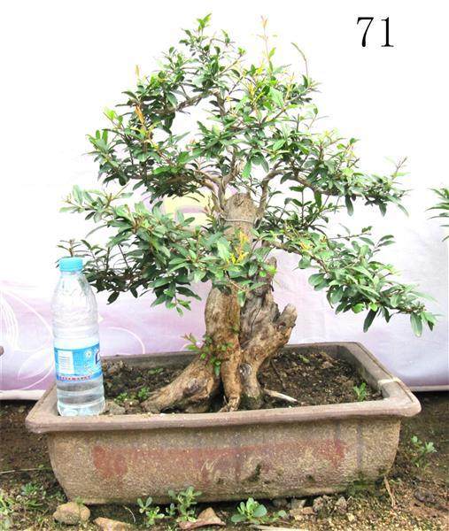 广西哪里有批发室内小盆景的如仙人掌之类的?