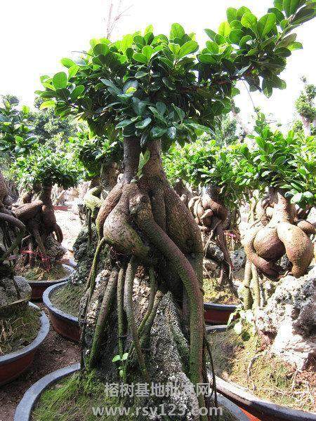 阜新周边哪里有盆景批发的地方啊