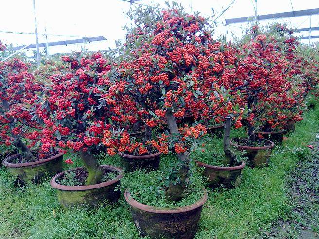 武昌哪里有批发或者出售盆景和景观树的市场啊