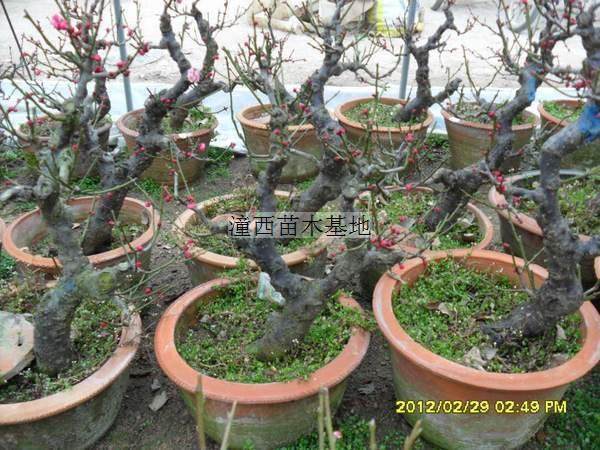 在南昌哪里可以买到仙人球盆景