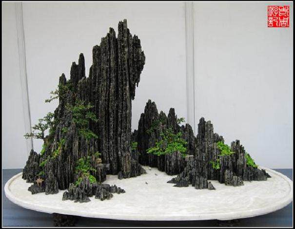 千层石盆景介绍