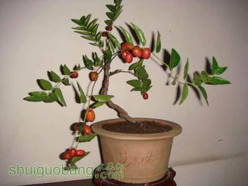 沧州枣树盆景热销上海