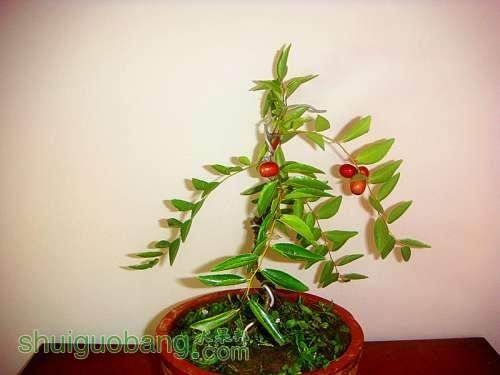 沧州枣树盆景将进奥运赛场