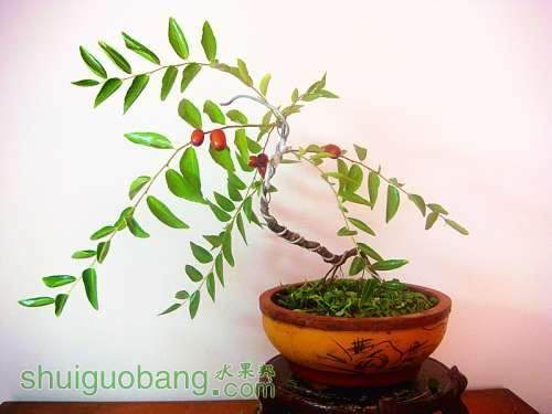 河北枣树盆景热销上海