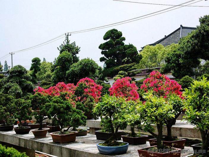 上海盆景理事会