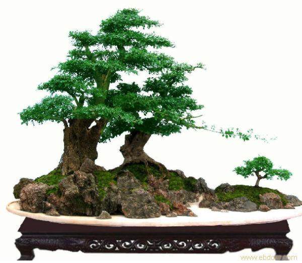 晚柚盆景前往上海世博会的征程