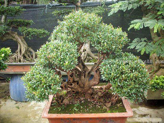 红豆杉盆景参加上海世博会