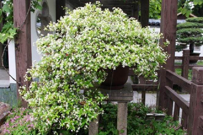 上海盆景赏石精品展