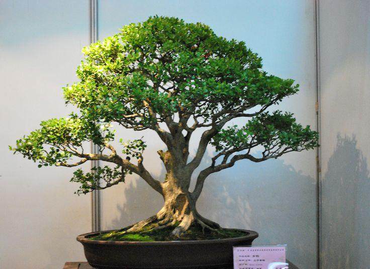 上海秋季全国盆景花木展