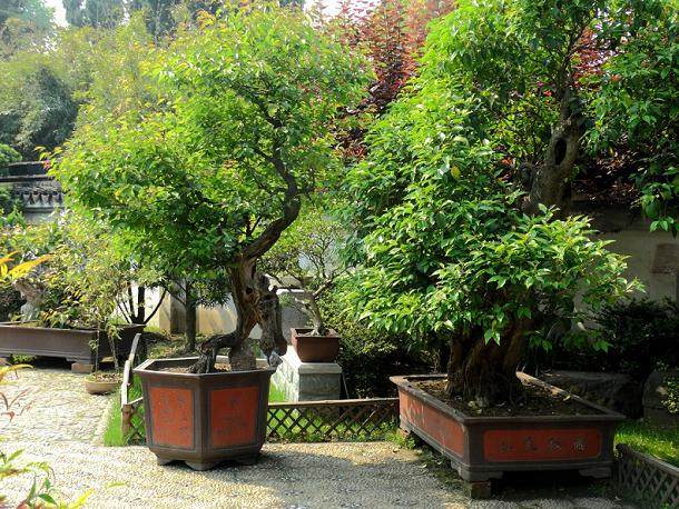 上海植物园管理方对山石盆景馆整体翻新