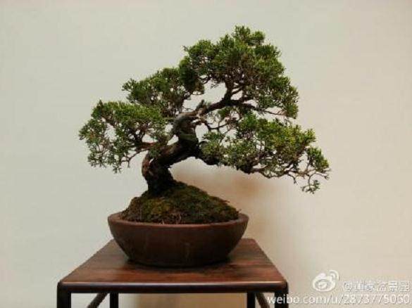 2012年上海醉白池公园盆景、根雕艺术展