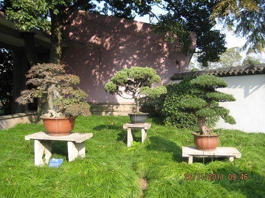 上海植物园的山石盆景馆改建工作已告一段落