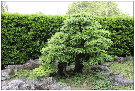 上海嘉定松艺术盆景文化基地正式向祭扫市民开放