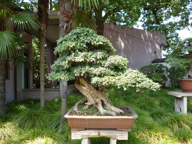 上海大世界基尼斯之最大盆景在滨海古园亮相