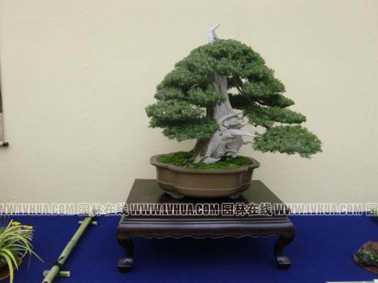 上海大世界基尼斯之最&ldquo;最大的盆景&rdquo;现场