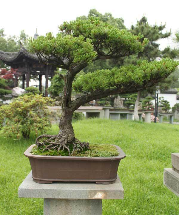 上海盆景园的师傅们对园内的盆景进行复整