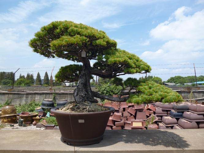 上海市人民法院审理一起盆景盗窃罪案