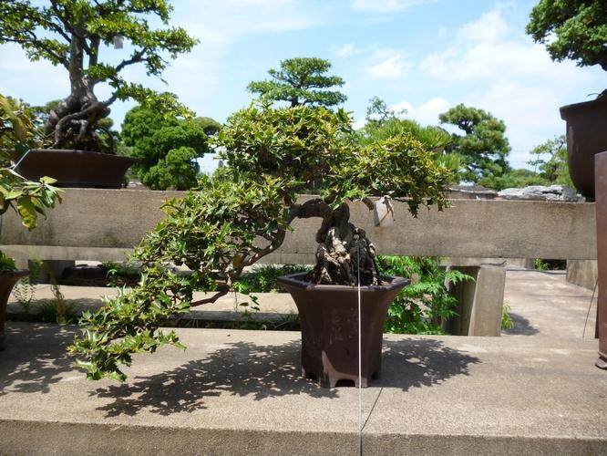 上海动物园新春的第一支盆景梅即将盛开