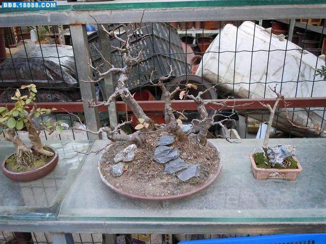 上海植物园盆景园的络石盆景开出了洁白的花朵