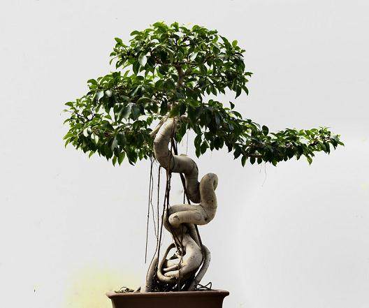 上海植物园盆景园里的白花紫藤盆景近日被搬离温室