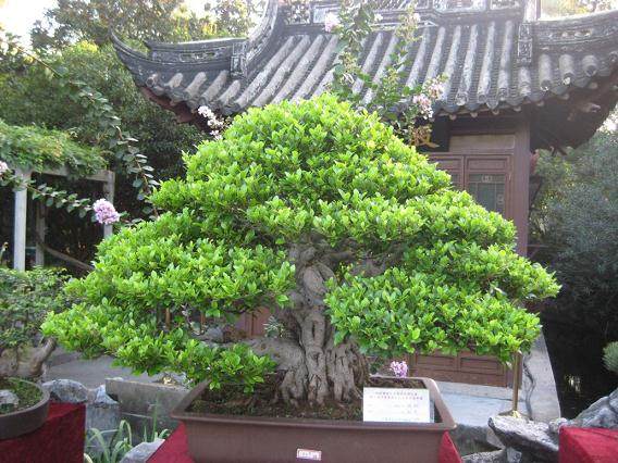 记上海盆景协会副理事长---石华