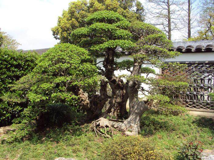 &ldquo;上海盆景研究中心&rdquo;举办李树华教授讲座