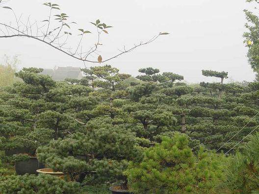 上海盆景聚徐汇