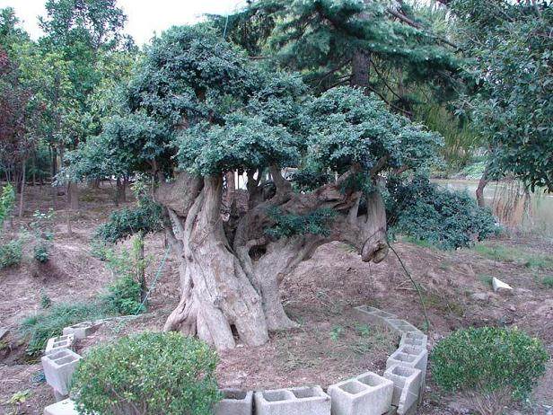 上海市绿化指导站提出夏末秋初草坪杂草防治要点
