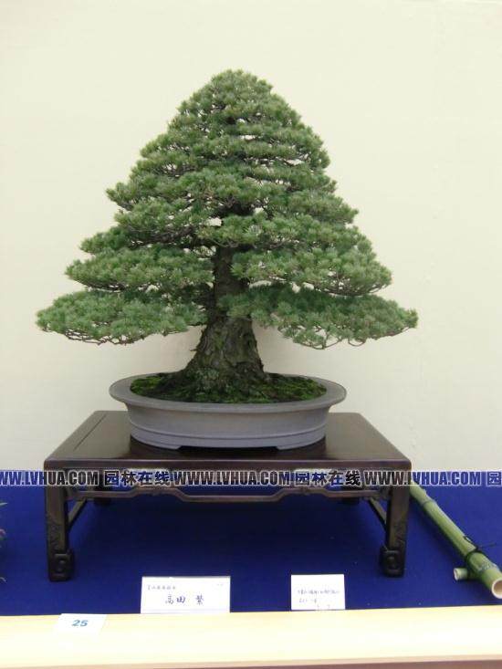 上海金山区装扮靓丽街景 喜迎国庆佳节