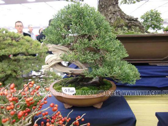 上海植物园2011浙江盆景精品邀请展布展完成喜迎国庆长假