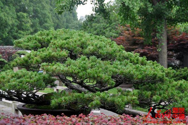 上海植物园植物展、崇明米酒节黄金周开飨饕客