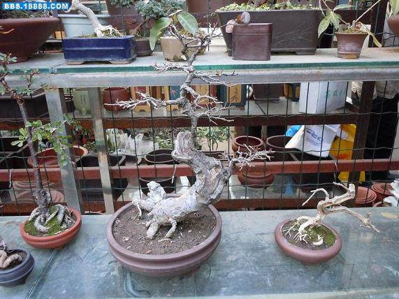 上海植物园国庆盆景展