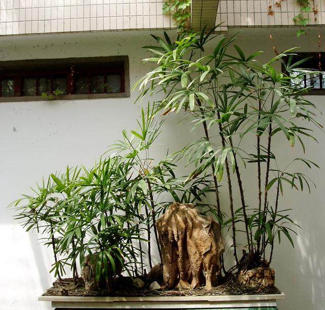 上海崇明：可以吃的盆景