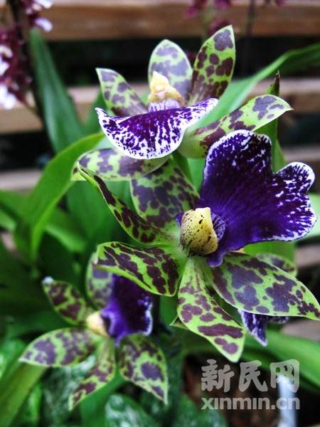 图为热带兰。新民网记者袁蓉 上海植物园回传