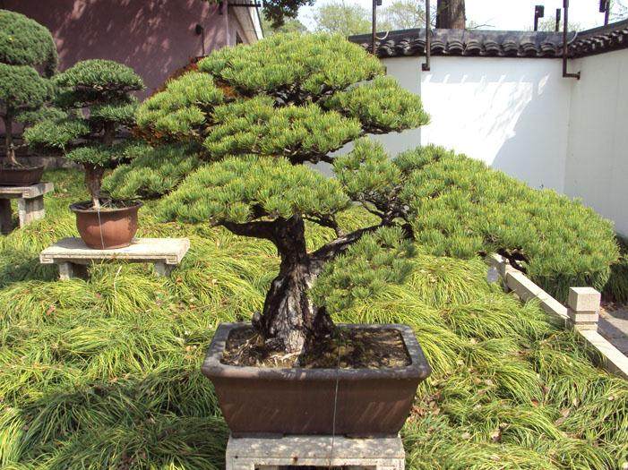 全国各大流派盆景精品将齐聚上海