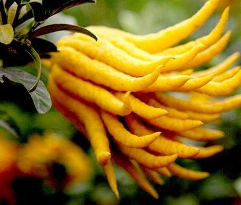 浙江金华佛手张锦林