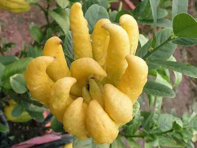 金华佛手在北方可以种植吗,什么时候开花结果?