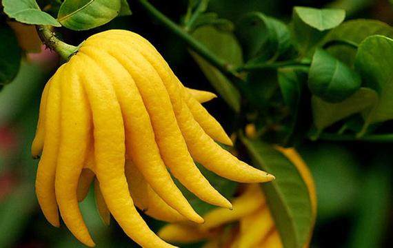 浙江金华“佛手大王”四年收藏八届奥运会火炬