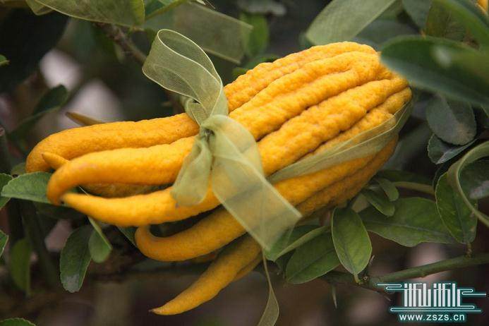 浙江名贵花卉:金华佛手