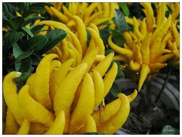 浙江省金华佛手